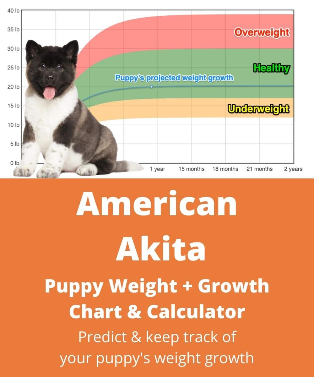 American Akita Weight+Growth Chart 2024 How Heavy Will My American